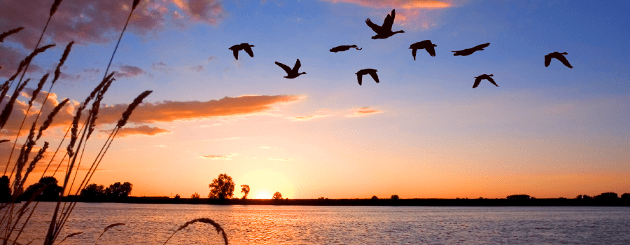 DELTA DE L’EBRE I PORT AVENTURA (4 DIES)